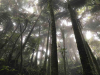 A photograph looking up from within a dense forest