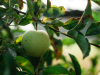 A green apple hanging from a tree branch