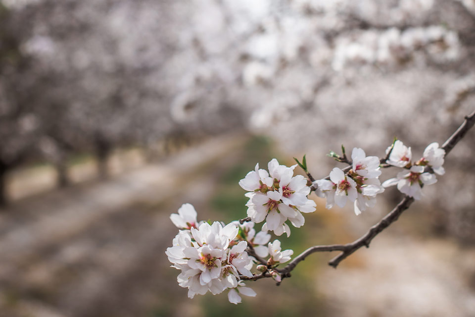 A close-up photograph of tree flowers