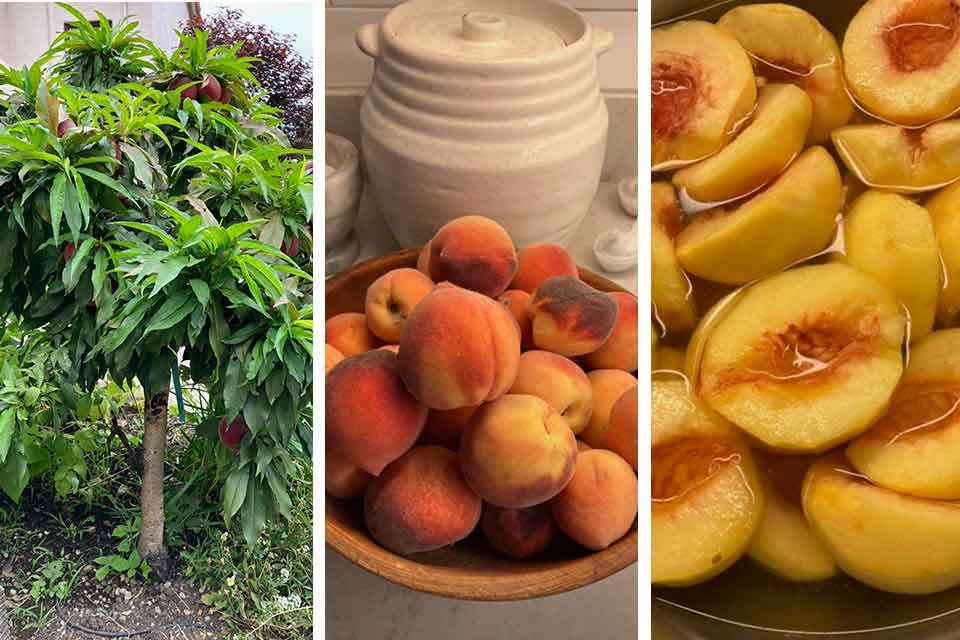 A triptych of peaches on a tree, peaches picked, and peaches in syrup