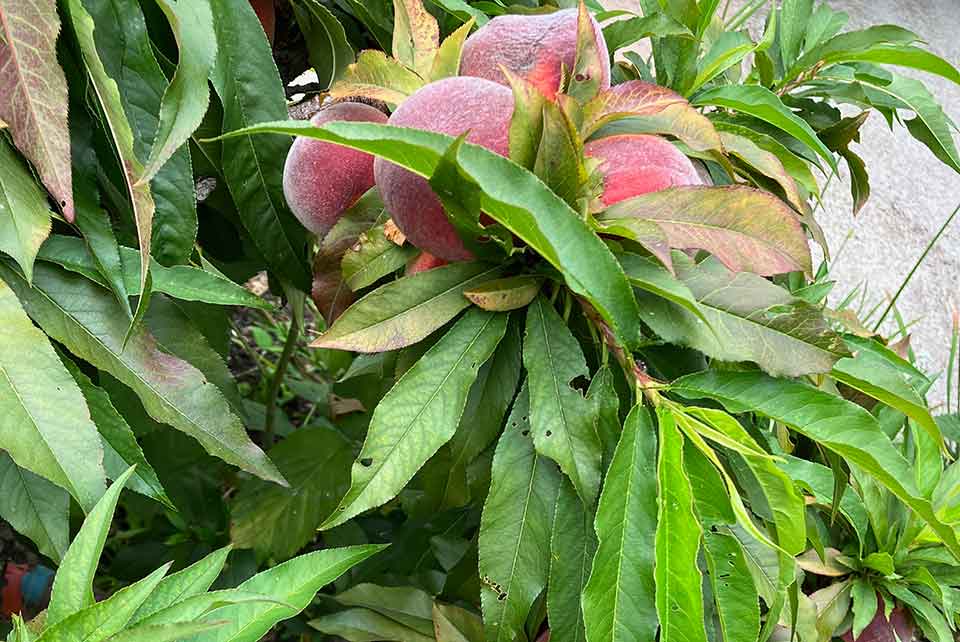 A photograph of peaches on a tree