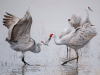 A photograph of two white sandhill cranes fishing in a lake