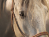 A close up of a white horse's head