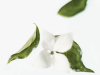 A delicate white flower with curled green leaves against a white background