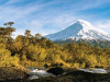 A river runs through a brown-green forest with a snow-covered mountain in the distance