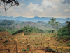 A photograph of a recently clear-cut forest with a solitary tree left standing toward the left edge of the frame