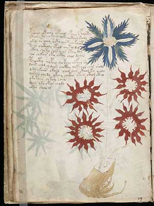 A photograph of a page from the Voynich Manuscript