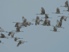 A photograph of cranes flying