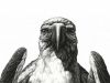 A detailed black and white illustration of a bird of prey directly facing the viewer