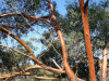 Branches of a York gum tree intertangle against a blue sky