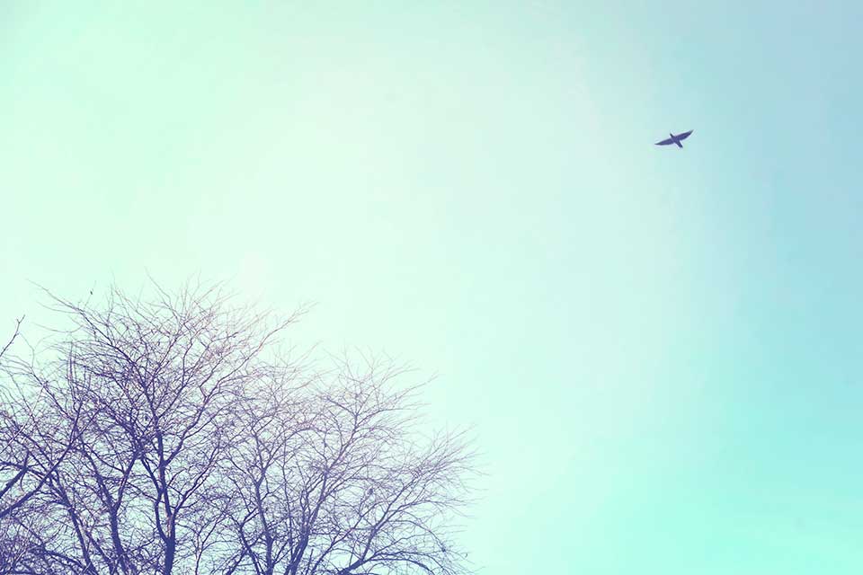 A photograph of a blue sky with a denuded tree in the bottom left hand corner