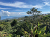 A photograph of a jungle that looks out on to the ocean