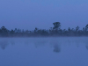 A pink moon rises from behind trees that edge a wetland at dusk.