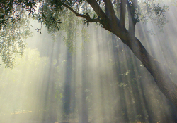 Light streaming down through the canopy of an olive tree