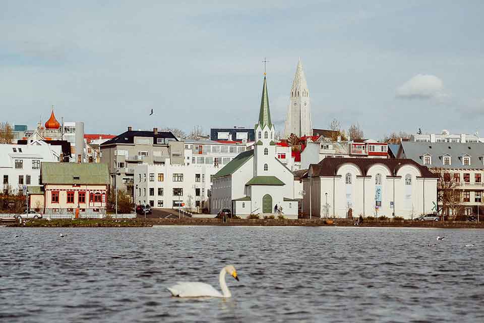 A goose floats in a bay with a town crowding the bank in the background