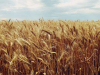 A photograph of mature plants in a wheat field, under a cloud-dotted blue sky