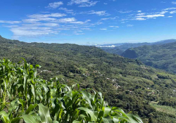 A photograph from inside of a corn field looking off into the distance, down the mountain under a bright blue sky