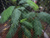 A close up photograph of the fronds of a Serianthes nelsonii sapling