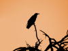 A photograph of the silhouette of a large bird sitting on a bare tree branch, foregrounded against a peach colored sky