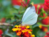 A photograph of a pale green butterfly aight on a bright red flower