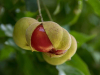 The pods of a tamarind are bursting open to reveal to deep red seed within