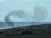 Starling murmuration. Photo by Airwolfhound/Flickr