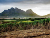 A photograph with a grassland in the foreground with a mountain rising up in the distance